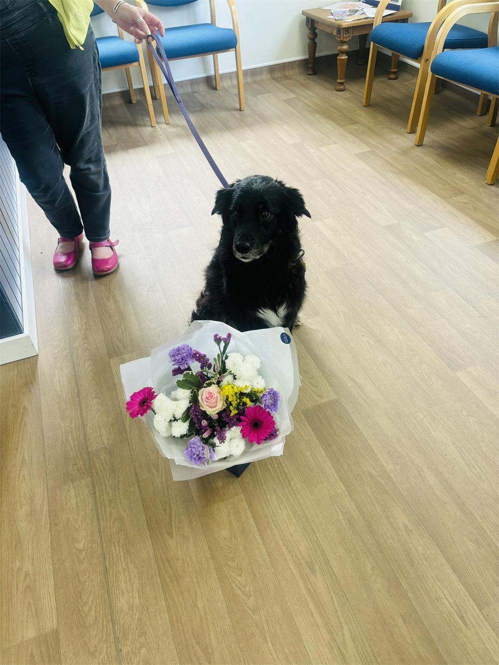Winnie, a black collie-cross, in the waiting room beside a bouquet of flowers