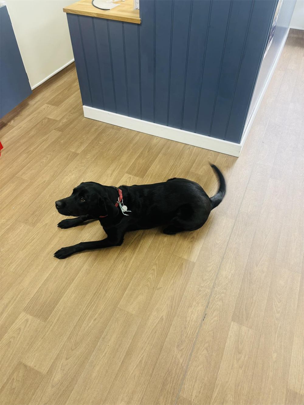 Black Labrador lying comfortably by the navy reception desk