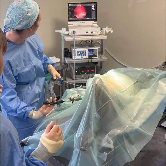 Daisy performing a laparoscopic spay at the endoscopy tower