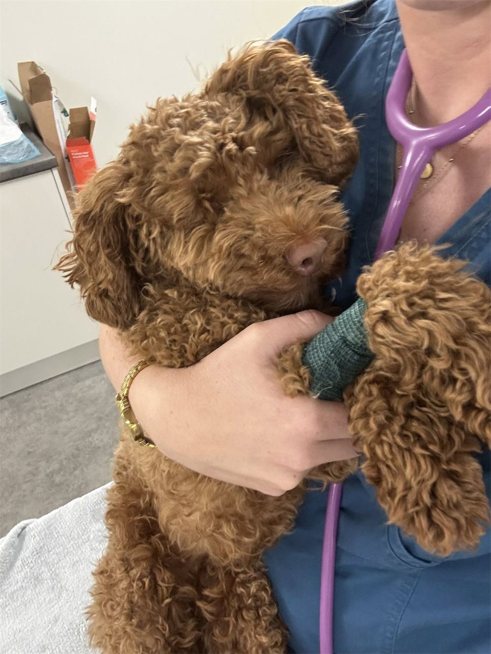 Ruby, a curly fox-red doodle, cuddled by a nurse after her operation with a bandaged leg