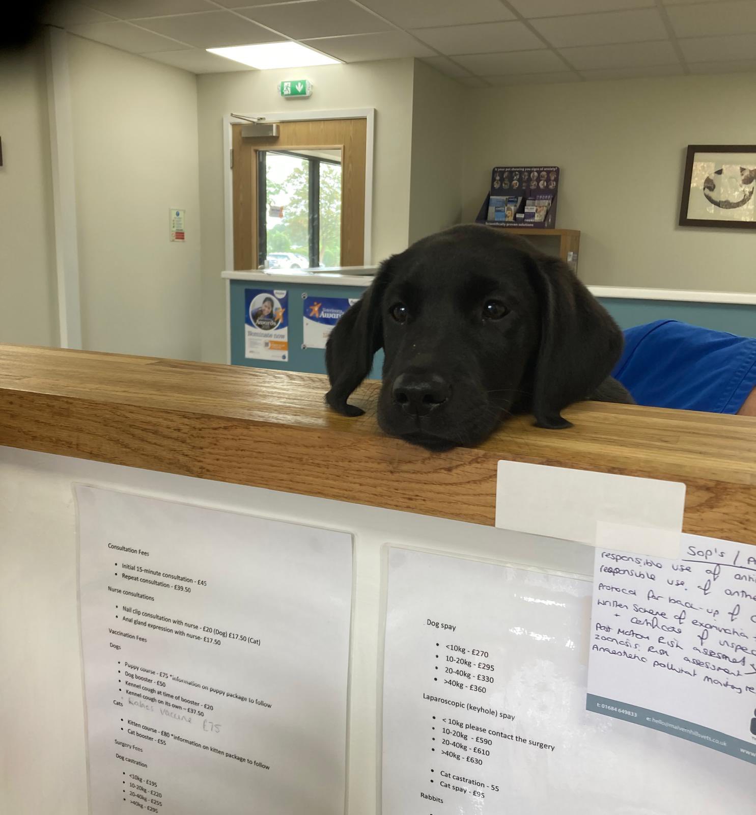 Puppies Help With Work!